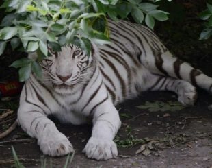 (Arquivo) Tigre siberiano no zoológico de Pequim no dia 22 de maio de 2012 - AFP/Arquivos