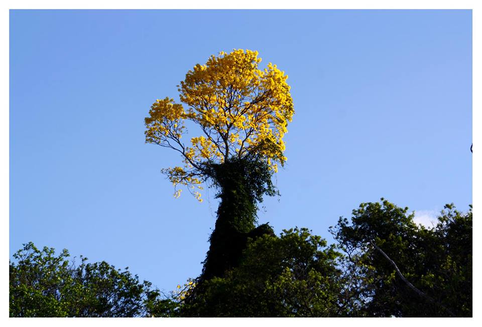 MaisPB • Floração de ipê-amarelo gigante é registrada por leitor do MaisPB